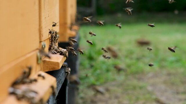 A lot of bees returning to bee hive and entering beehive with collected floral nectar and flower pollen. Swarm of bees collecting nectar from flowers. Healthy organic farm honey. Slow-motion video