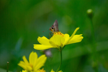 イチモンジセセリとキバナコスモス | Rice Swift and Orange Cosmos
