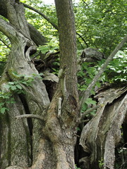 The roots of a tree are all twisted about.
