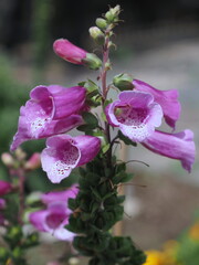 The purple flowers in the garden.