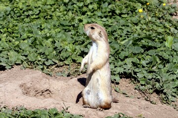 chien de prairie