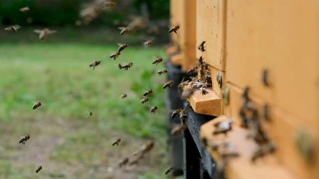 A lot of bees returning to bee hive and entering beehive with collected floral nectar and flower pollen. Swarm of bees collecting nectar from flowers. Healthy organic farm honey. Slow-motion video