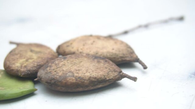 The Indian Beech (Honge) tree bears pod-like fruits with seeds rich in oil, valued for medicine, biofuel, and soil enrichment.