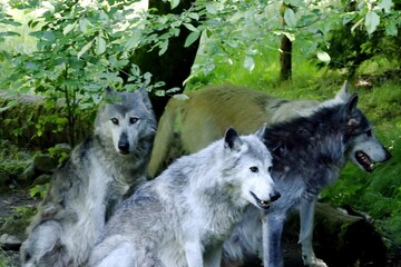 Fototapeta premium loup