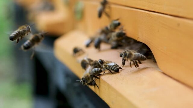A lot of bees returning to bee hive and entering beehive with collected floral nectar and flower pollen. Swarm of bees collecting nectar from flowers. Healthy organic farm honey. Slow-motion video