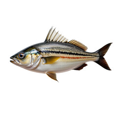 Fototapeta premium Realistic Illustration of a Silver Fish with Detailed Scales and Fins Swimming in a Clear Environment