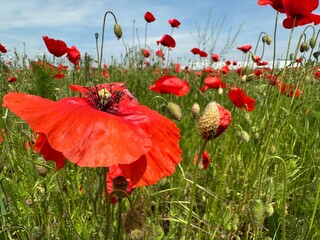 red poppies blooming