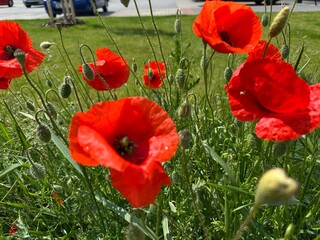 Obraz premium red poppy flowers