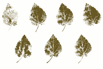 Natural leaves imprint, grunge style, vector, isolated, decorative elements for design	
