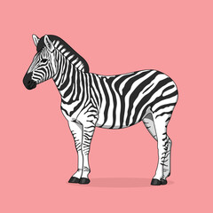 Zebra animal cartoon vector illustration