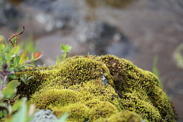 close up of velvety green moss growing on a rock in a moist environment