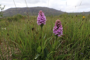 two pink wild orchid in a wet grassland in the south of Iceland with a bokeh background of a mountain