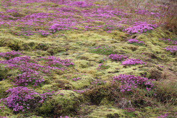 Icelandic landscape with purple flowers of blooming arctic thyme in a sea of green mosses and...