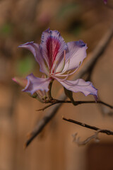 Close-up of blooming pink bauhinia flowers on a tree branch in warm sunlight. Delicate petals with natural textures and soft bokeh background.