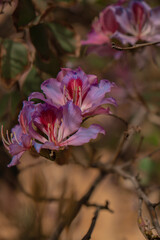 Close-up of blooming pink bauhinia flowers on a tree branch in warm sunlight. Delicate petals with natural textures and soft bokeh background.