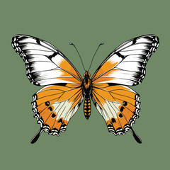 Fototapeta premium comic book style vector butterfly illustration