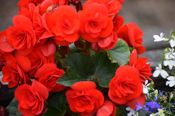 red flowers in a garden