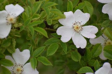 close - up of a white cherry blossom flower on a branch