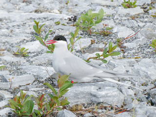 Sterna paradisaea is a coastal surface-feeding seabird belonging to the genus Sterna in the tern group (Sterninae), a group that is further included as a subfamily in the gull famly