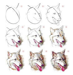 How to learn to draw an imaginary sketch of a wolf's head. Creation step by step watercolor painting. Educational page for artists. Develop artistic skills. Hand drawn vector illustration.