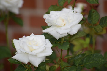 white roses in the garden