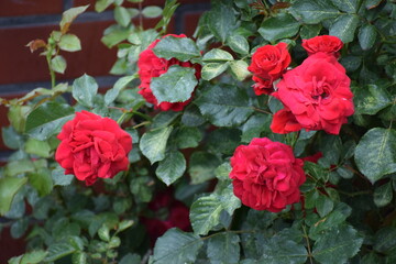 red roses in the garden © MARIA – Nature