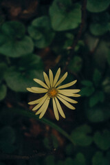 Close-up of a single yellow wildflower and lush green fern leaves in a dark forest, capturing the peaceful mood and natural beauty of woodland flora.