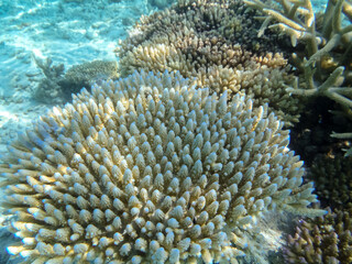 Close-Up Underwater Coral Textures