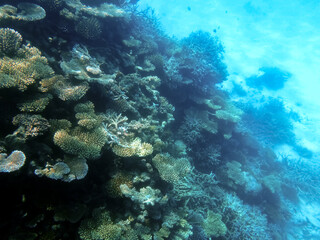 Undersea Coral Reef Vibrant Ecosystem