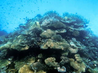 Fototapeta premium Undersea Coral Reef Vibrant Ecosystem