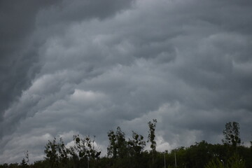 tree branches in nature, flora in nature
