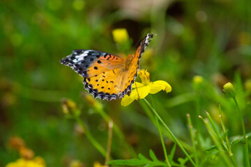 ツマグロヒョウモンとキバナコスモス | Indian Fritillary and Orange Cosmos