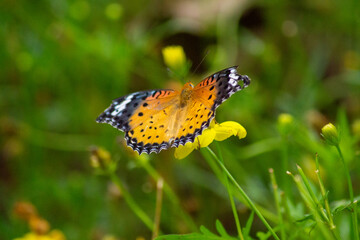 ツマグロヒョウモンとキバナコスモス | Indian Fritillary and Orange Cosmos