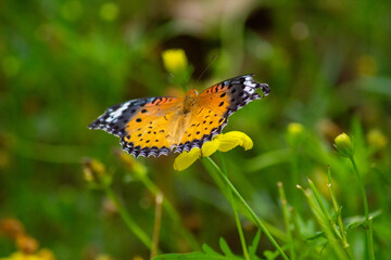 ツマグロヒョウモンとキバナコスモス | Indian Fritillary and Orange Cosmos