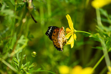 ツマグロヒョウモンとキバナコスモス | Indian Fritillary and Orange Cosmos