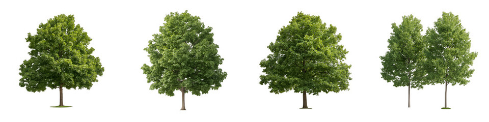 4 Quercus robur frontal set street trees isolated png in sunny daylight on a white background perfectly cutout (common, English, European, French, Pedunculate, Polish, Truffle Oak) or trans 19192675 1