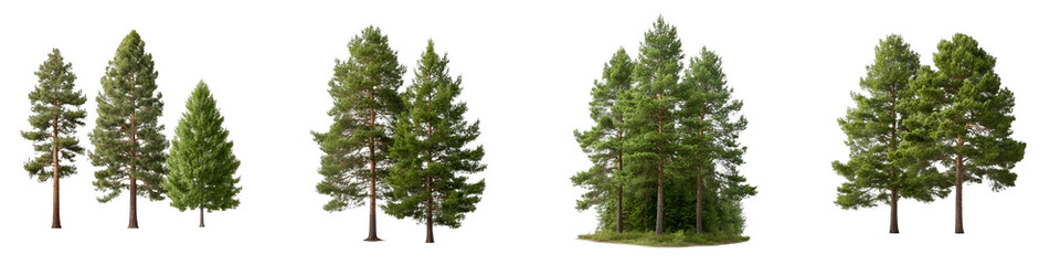 Pinus (Pine) trees and Pinus Sylvestr trees isolated png on a white background perfectly cutout or transparent 10976668 1