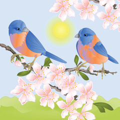 Little thrush birds on a branch of a blooming cherry tree watercolor vintage vector illustration