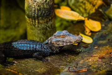 alligator in the swamp
