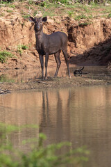 A samba stays alert close to a water hole in Kumana national park.