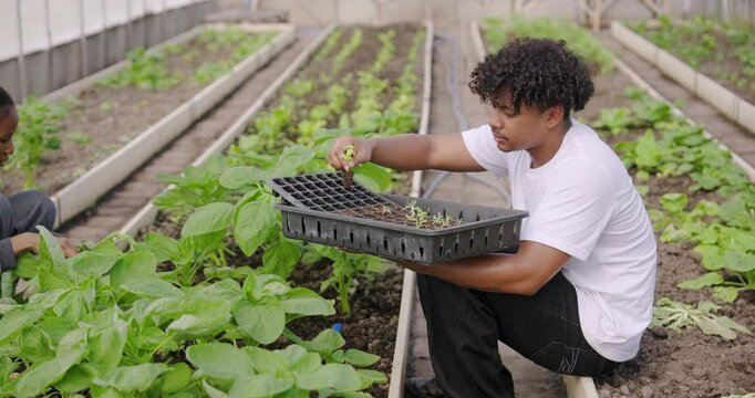 African descent male mentor raises seedling tray while explaining root structure during school farming session, crouches in greenhouse rows with students focusing on practical learning with daylight  