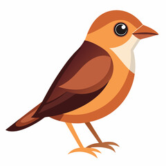 Brown Shrike Vector Illustration on White Background