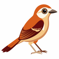 Brown Shrike Vector Illustration on White Background