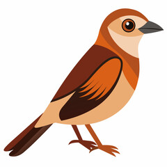 Brown Shrike Vector Illustration on White Background