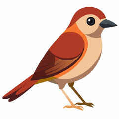 Brown Shrike Vector Illustration on White Background