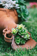 Close-up of green and pink succulents in a broken terracotta pot on grass, representing resilience, eco-living, self-care and rustic outdoor gardening aesthetics.