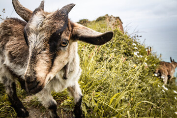 couple of baby goats playing and running on the cliff above atlantic ocean, scenic view