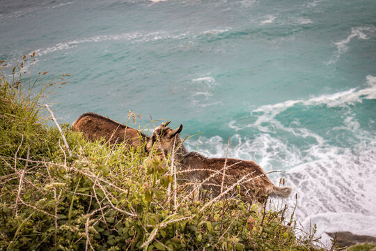 friendly baby goats cudding on the cliff above atlantic ocean