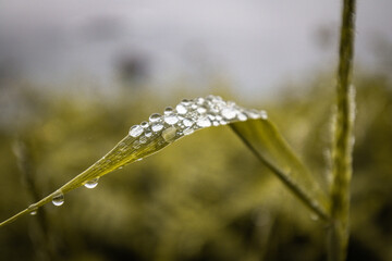 close up of raindrop on green grass leaf