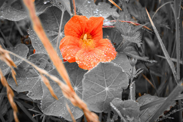orange flower, selective color